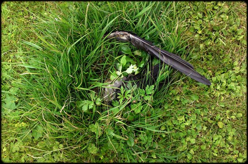 Grass nest Grave